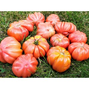 Tomato 'Mushroom Basket' 