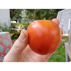 Tomato 'Versalskie' 