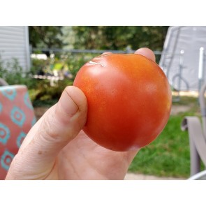 Tomato 'Versalskie' Seeds (Certified Organic)