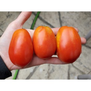 Tomato 'Roma' Seeds (Certified Organic)