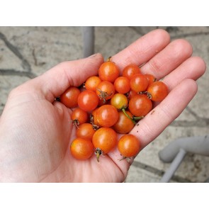 Tomato 'Hundreds and Thousands' Seeds (Certified Organic)
