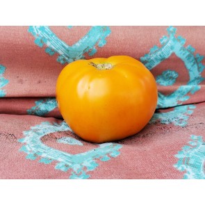 Tomato 'Djena Lee Golden Girl'