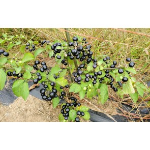 Garden Huckleberry Seeds (Certified Organic)