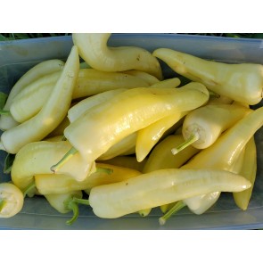 Sweet Pepper ‘Sweet Sunset F2’ Seeds (Certified Organic)