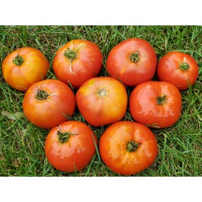 Tomato 'Giant Tomato Tree' Seeds (Certified Organic)