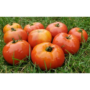 Tomato 'Giant Tomato Tree' Seeds (Certified Organic)