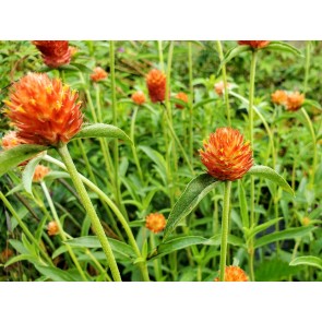 Globe Amaranth ‘Mandarin Orange’ Seeds (Certified Organic)