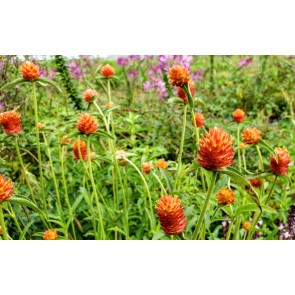 Globe Amaranth ‘Mandarin Orange’ Seeds (Certified Organic)