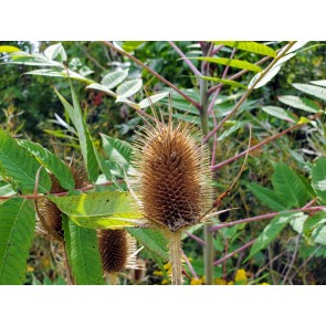 Fuller's Teasel Seeds (Certified Organic)