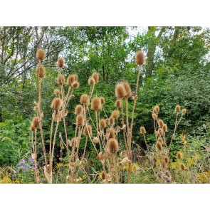 Fuller's Teasel Seeds (Certified Organic)