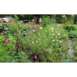 Cosmos 'Seashells Mix' Seeds (Certified Organic)