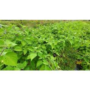 Peruvian Ground Cherry Seeds (Certified Organic)