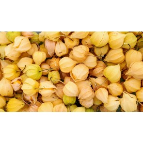 Ground Cherries 