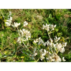 Pearly Everlasting Seeds (Certified Organic)