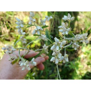 Pearly Everlasting Seeds (Certified Organic)