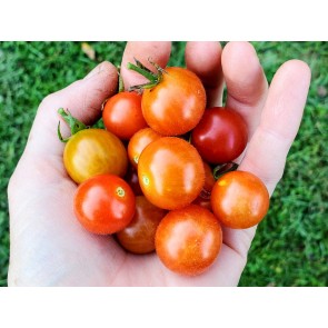 Tomato 'Little Mack Red Cherry' Seeds (Certified Organic)