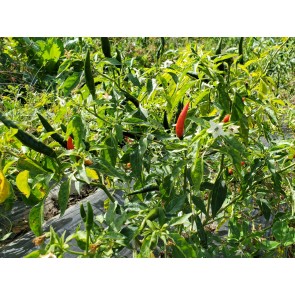 Hot Pepper ‘Thai’ Seeds (Certified Organic)
