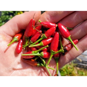 Hot Pepper 'Thai Bird'
