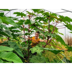 Castor Bean 'Green and Red Mix' Seeds (Certified Organic)