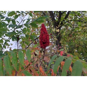 Staghorn Sumac Seeds (Certified Organic)