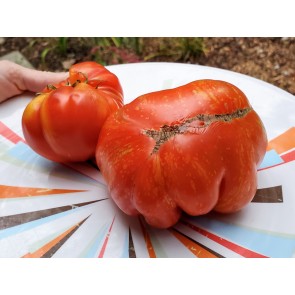 Tomato 'Strawberry Leopard' Seeds (Certified Organic)