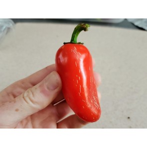 Hot Pepper ‘Orange Spice Jalapeno’ Seeds (Certified Organic)