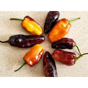 Hot Pepper ‘Pimenta Puma’ Seeds (Certified Organic)