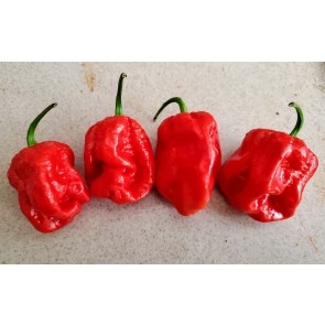 Hot Pepper ‘Bahamian Beast' Seeds (Certified Organic)