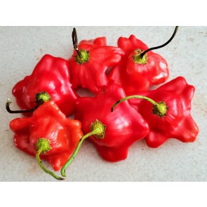 Hot Pepper ‘Balloon’ AKA ‘Bishop’s Crown’ Seeds (Certified Organic)