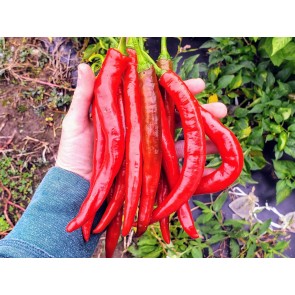 Hot Pepper ‘Goat Horn’ Seeds (Certified Organic)