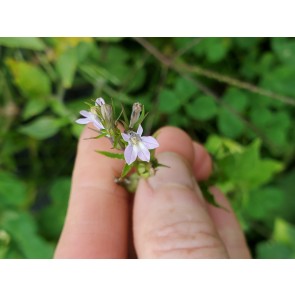 Indian Tobacco AKA Bladderpod Seeds (Certified Organic)