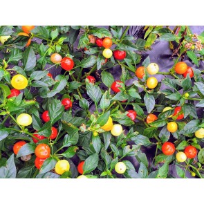 Hot Ornamental Pepper ‘Chinese 5 Color Marble’ Seeds (Certified Organic)