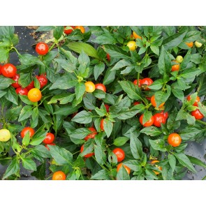 Hot Ornamental Pepper ‘Chinese 5 Color Marble’ Seeds (Certified Organic)