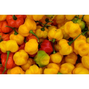 Hot Pepper ‘Red and Yellow Scotch Bonnet Mix’ Seeds (Certified Organic)
