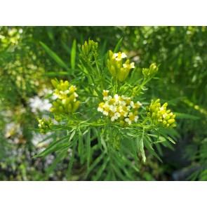 Mexican Marigold AKA Huacatay Peruvian Black Mint Seeds (Certified Organic)