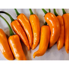 Hot Pepper ‘Orange Thai’ Seeds (Certified Organic)