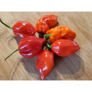Hot Pepper ‘Red Glove Habanero’