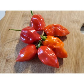 Hot Pepper ‘Red Glove Habanero’ Seeds (Certified Organic)