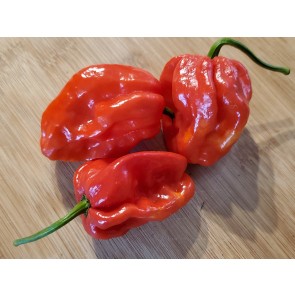 Hot Pepper ‘Red Fatalii’ Seeds (Certified Organic)