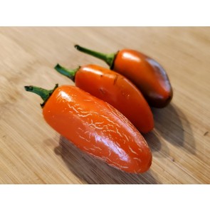 Hot Pepper ‘Orange Spice Jalapeno’ Seeds (Certified Organic)