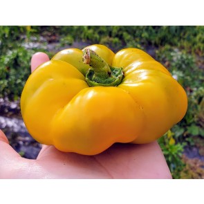 Sweet Pepper ‘Paradicsum Alaku Sarga Szentes’ Seeds (Certified Organic)