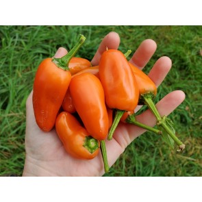 Sweet Pepper ‘Tangerine Dream' Seeds (Certified Organic)