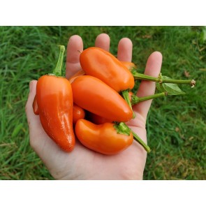 Sweet Pepper ‘Tangerine Dream' Seeds (Certified Organic)