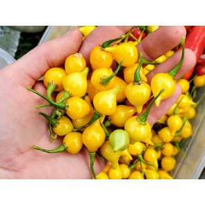 Hot Pepper ‘Biquinho Yellow’ Seeds (Certified Organic)