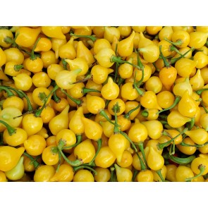 Hot Pepper ‘Biquinho Yellow’ Seeds (Certified Organic)