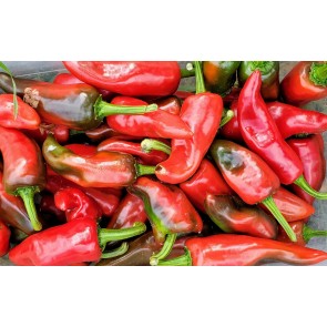 Hot Pepper ‘Espelette’ Seeds (Certified Organic)
