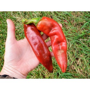Hot Pepper ‘Big Jim Legacy’ 