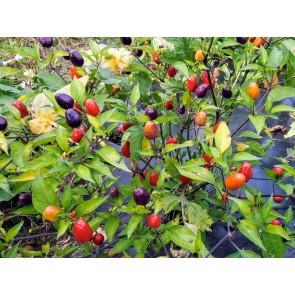 Hot Ornamental Pepper ‘Filius Blue’ Seeds (Certified Organic)