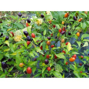 Hot Ornamental Pepper ‘Filius Blue’ Seeds (Certified Organic)