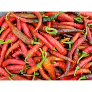 Hot Pepper ‘Louisiana Red Cayenne’ Seeds (Certified Organic)